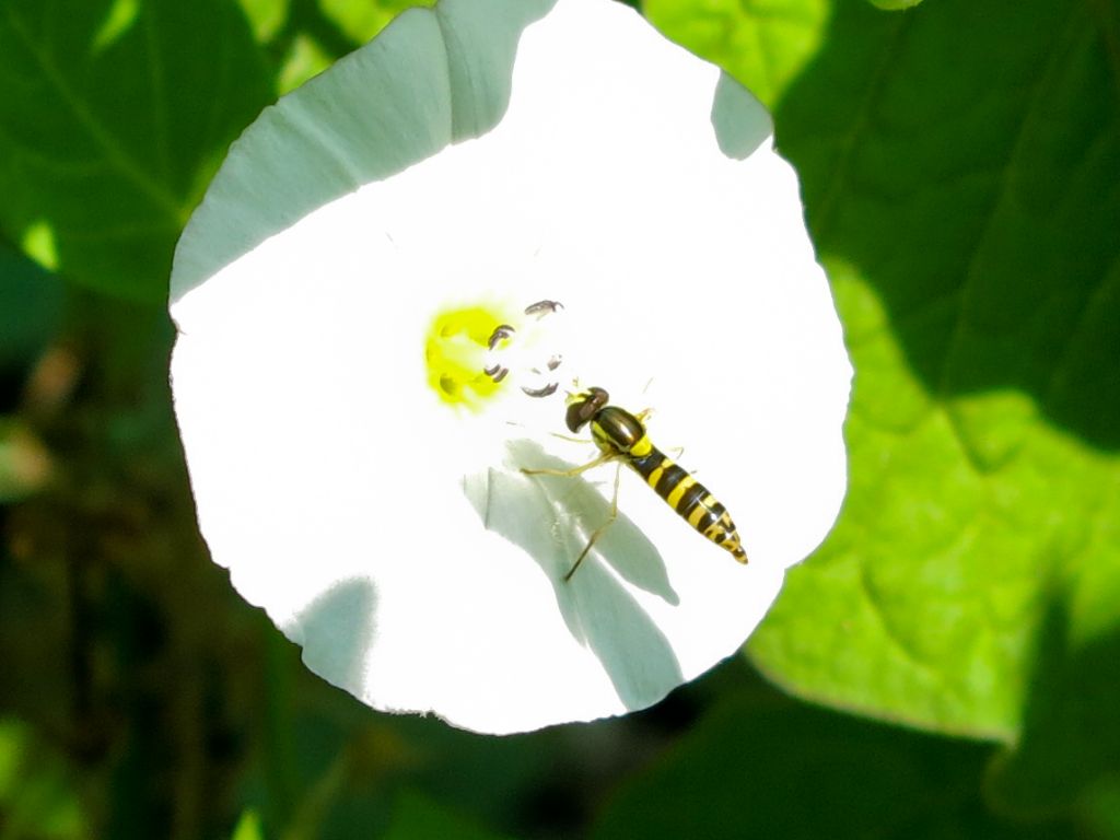 Syrphidae: Sphaerophoria scripta?...cfr.