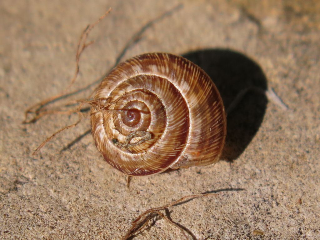 Cernuella cisalpina