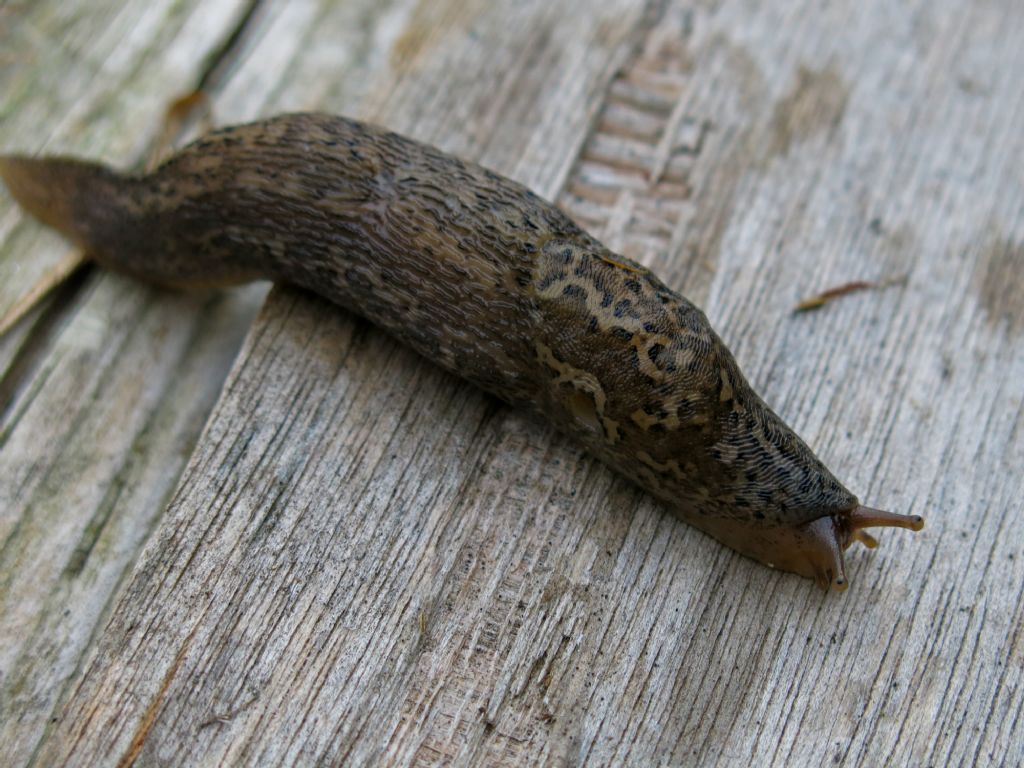 Limax maximus-gruppo da Parma citt