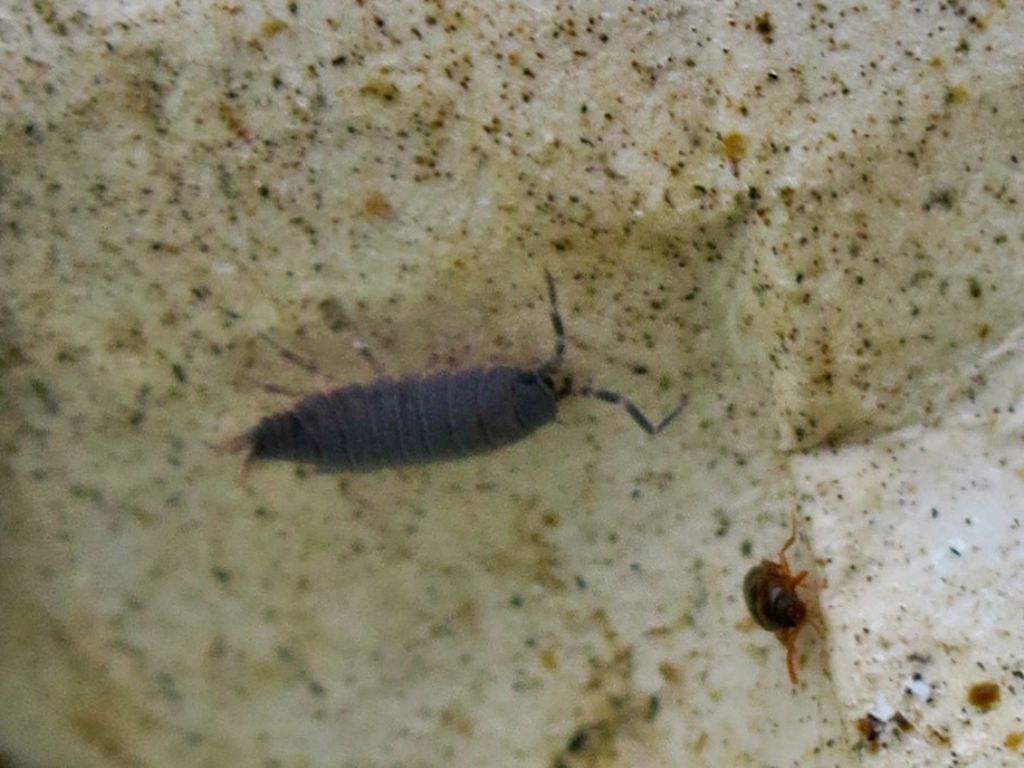 Porcellino da identificare:   Porcellionides pruinosus (Isopoda Porcellionidae )