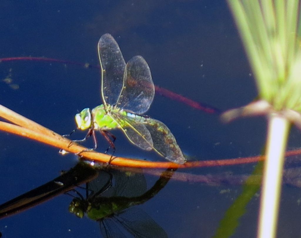 Libellula da identificare: Anax imperator in ovideposizione