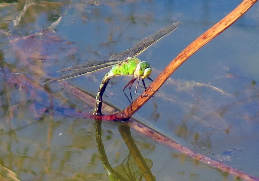 Libellula da identificare: Anax imperator in ovideposizione