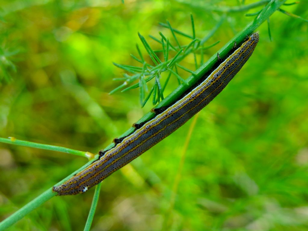 Bruco su Asparagus officinalis: Aedia leucomelas - Noctuidae