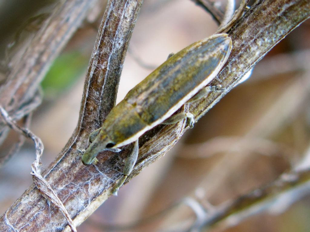 Coleoptera da identificare 2