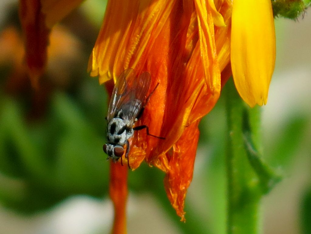 Anthomyiidae: Anthomyia cfr. procellaris, femmina