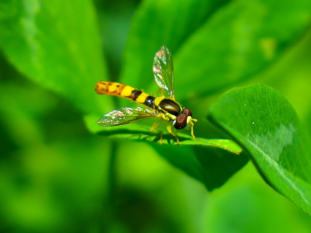 Syphidae: Sphaerophoria cfr. scripta, maschio