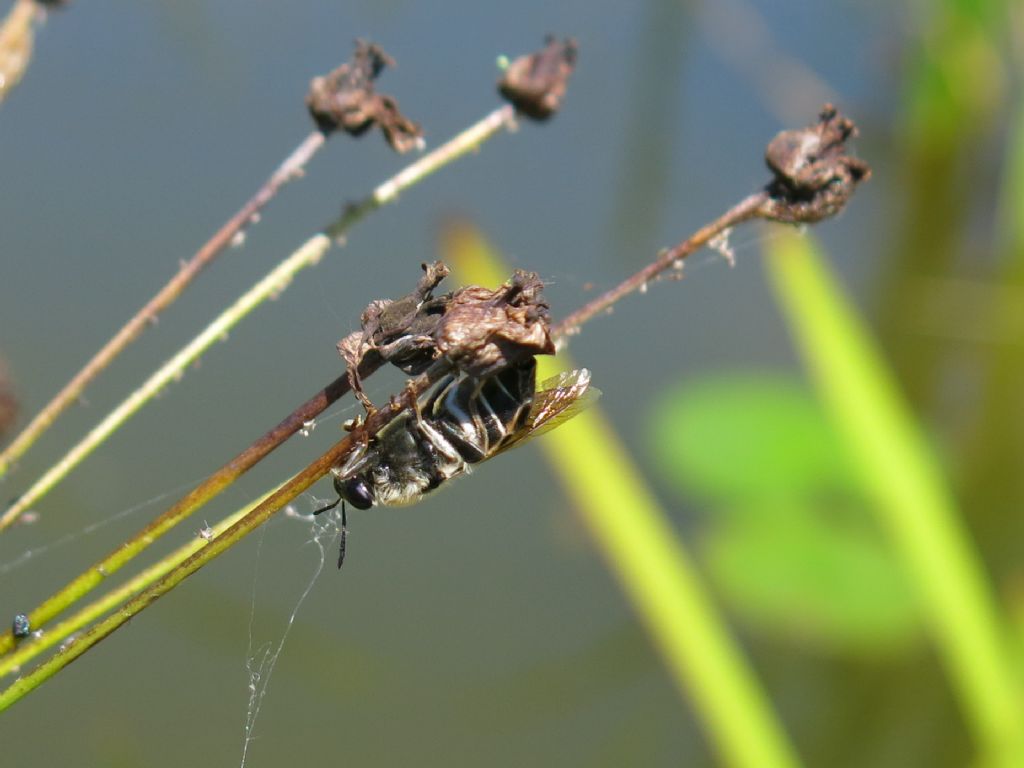 Stratiomyidae (cfr. Stratiomys sp.) da confermare