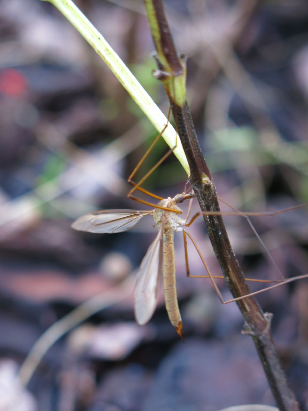 Tipulidae: Tipula sp., femmina