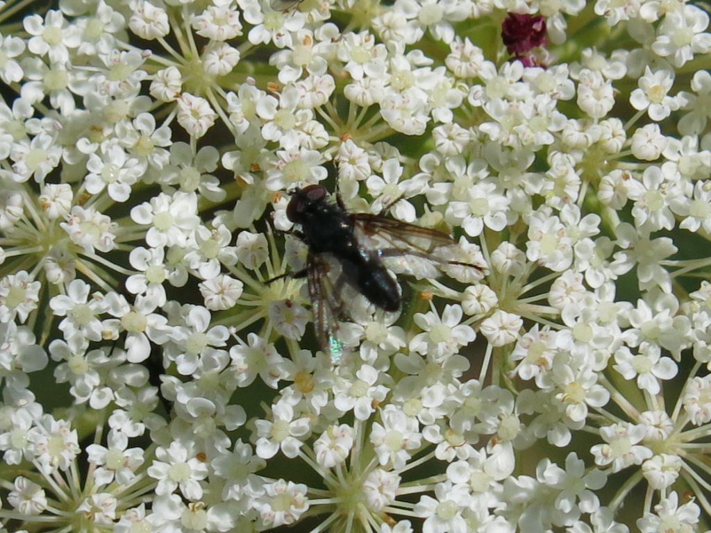 Nyctia halterata (Sarcophagidae) [cfr.]