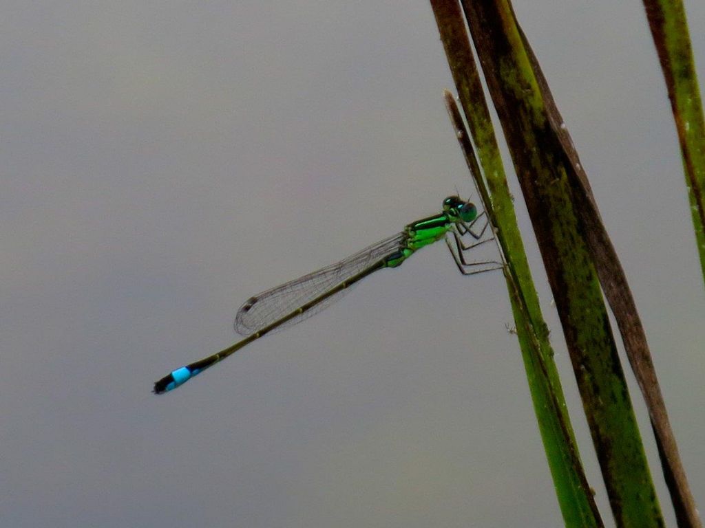 Ischnura elegans, maschio