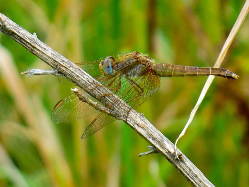 Crocothemis erythraea, femmina