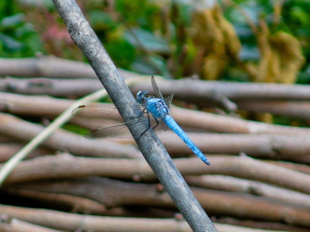 Orthetrum brunneum,  maschio