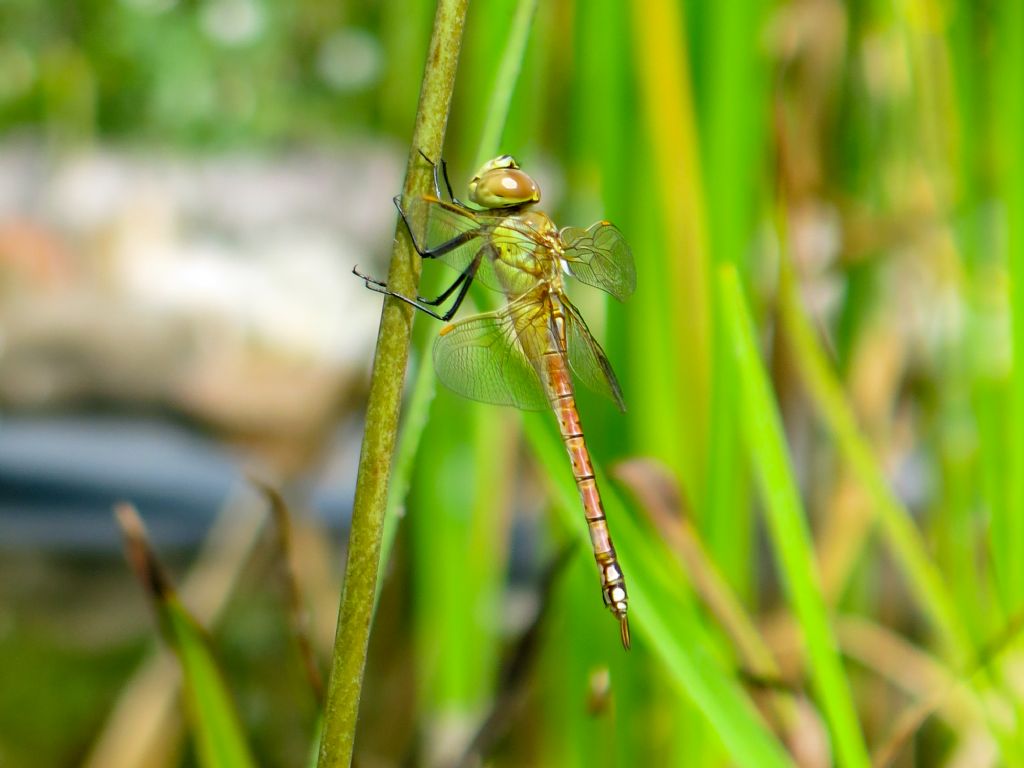 Anax ephippiger, femmina