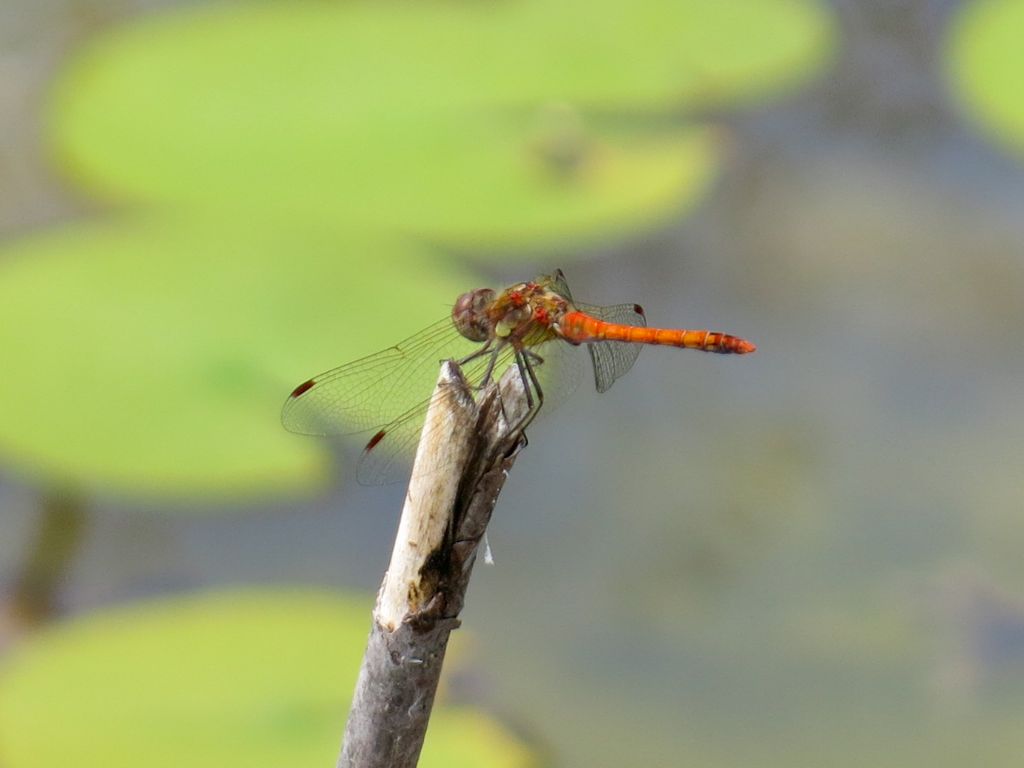 Sympetrum striolatum