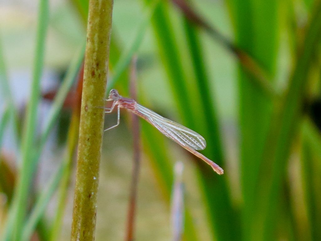 Zygoptera da identificare: Ischnura elegans, femmina neosfarfallata