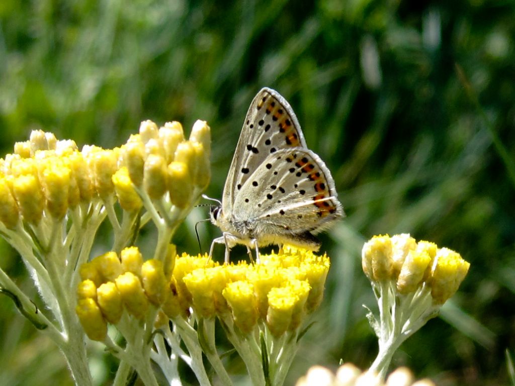 Lepidoptera da identificare 1: Lycaena tityrus - Lycaenidae