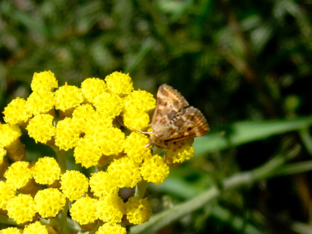 Lepidoptera da identificare 4: Pyrausta despicata - Crambidae