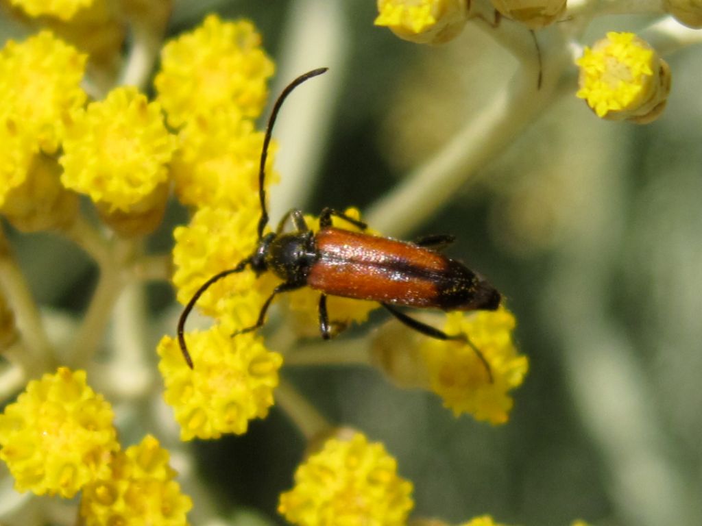 Cerambycidae: Stenurella da identificare