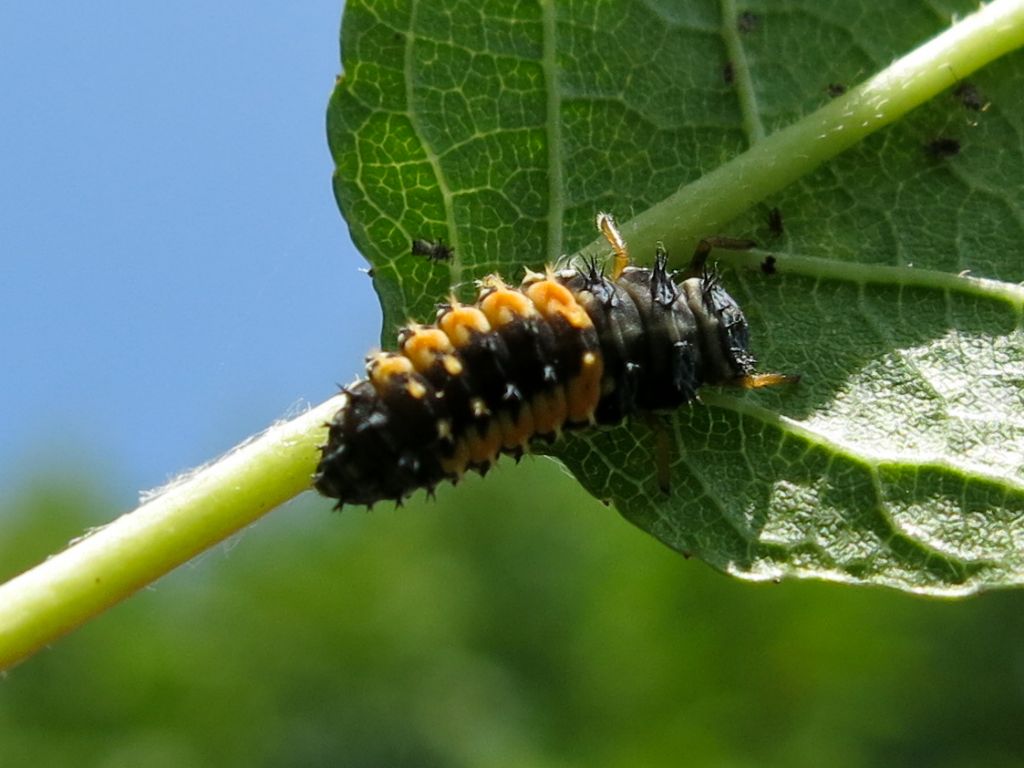 Coccinellidae: Larve di Harmonia axyridis