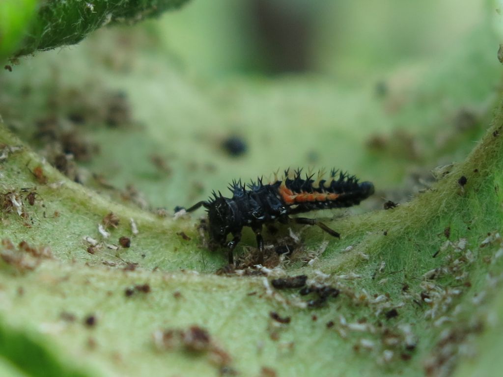 Coccinellidae: Larve di Harmonia axyridis