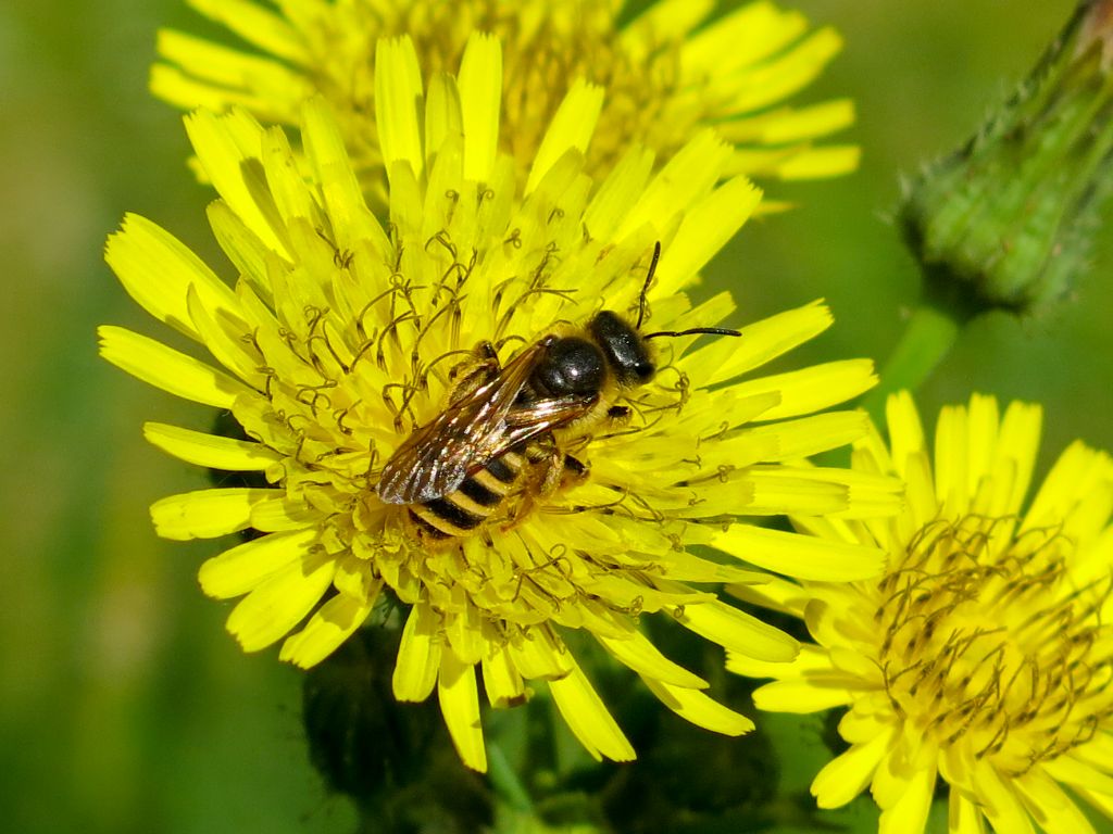 Apidae Halictinae:  Halictus sp., femmina