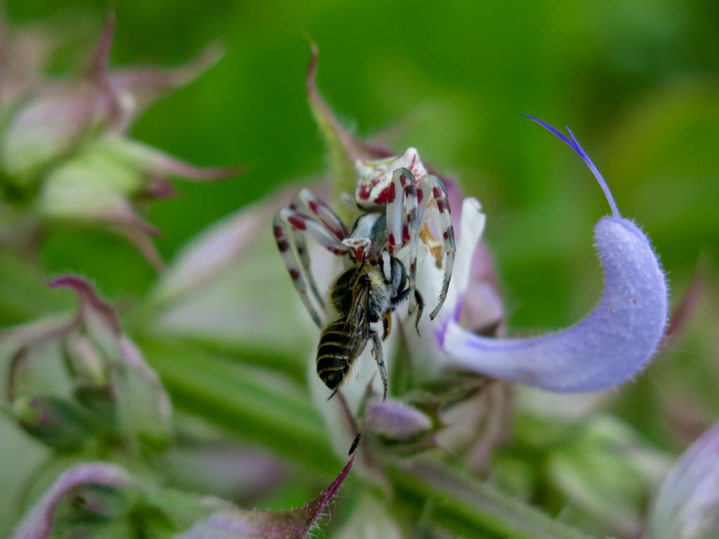 Megachile sp. (Apidae Megachilinae)  predato da ragno (Thomisus onustus)