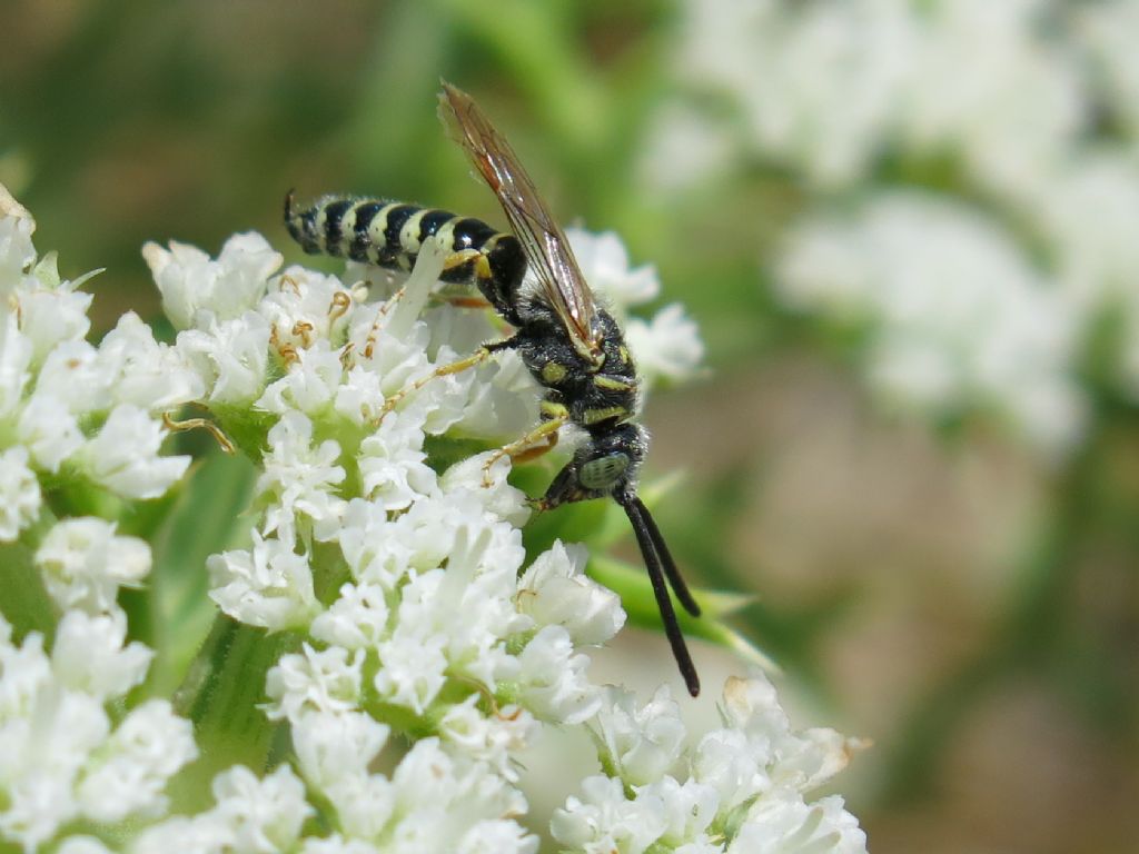 Meria sp.  (Tiphiidae)