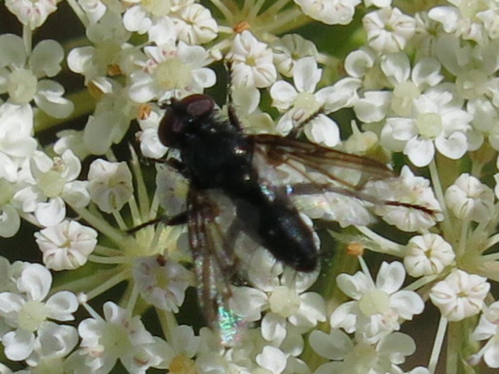 Nyctia halterata (Sarcophagidae) [cfr.]