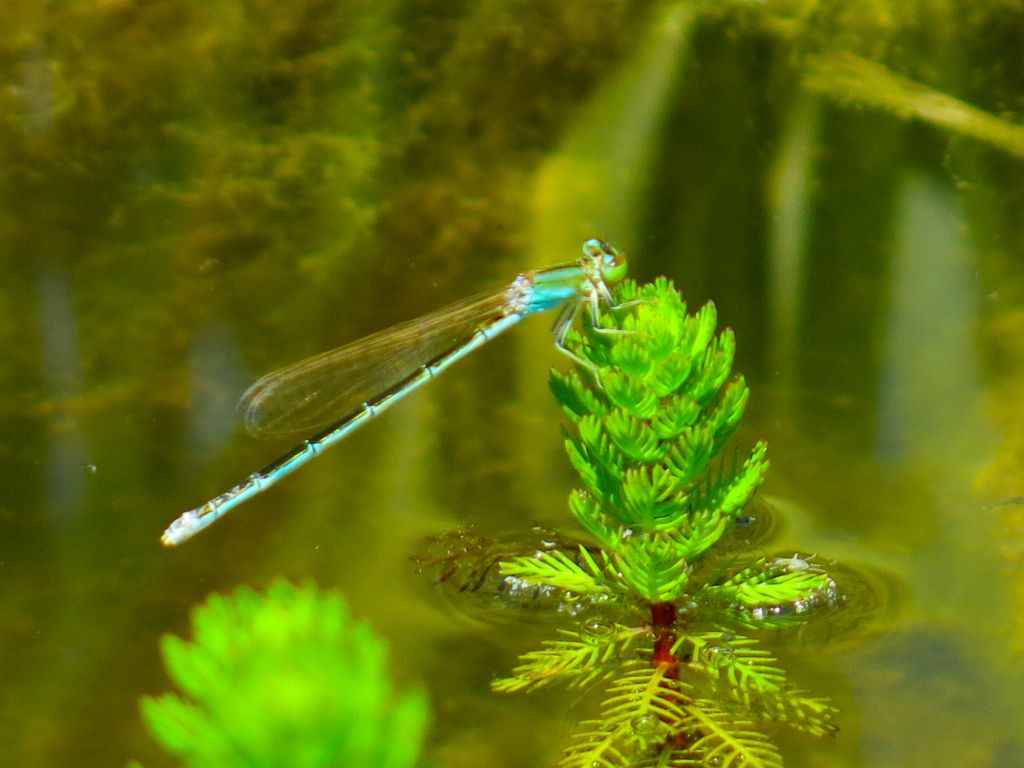 Zygoptera da identificare: Ischnura pumilio