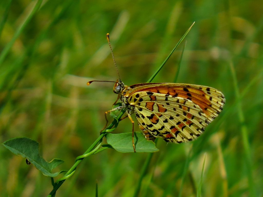 Melitaea da identificare: Melitaea didyma - Nymphalidae