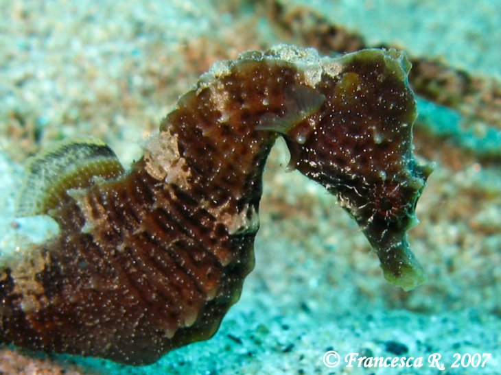 Hippocampus guttulatus e Hippocampus hippocampus