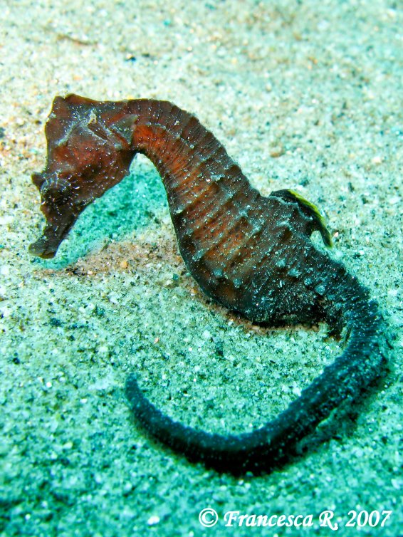 Hippocampus guttulatus e Hippocampus hippocampus