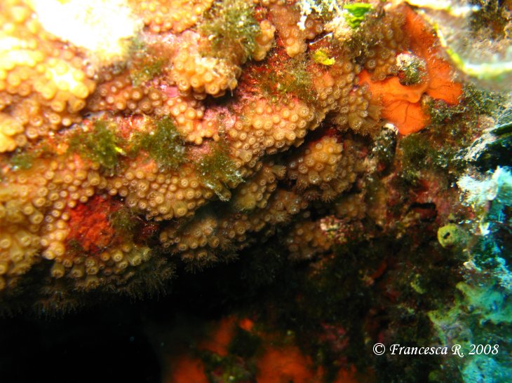 Zoantharia da determinare (Madracis pharensis)