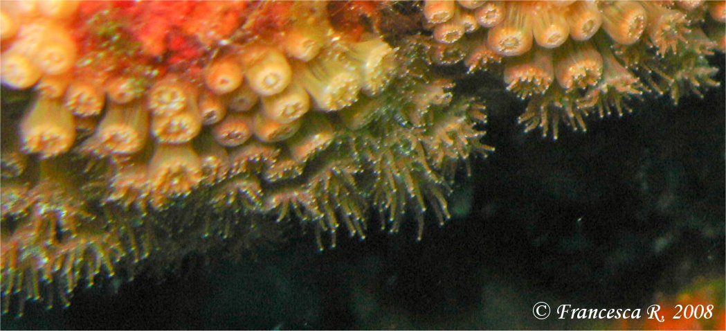 Zoantharia da determinare (Madracis pharensis)