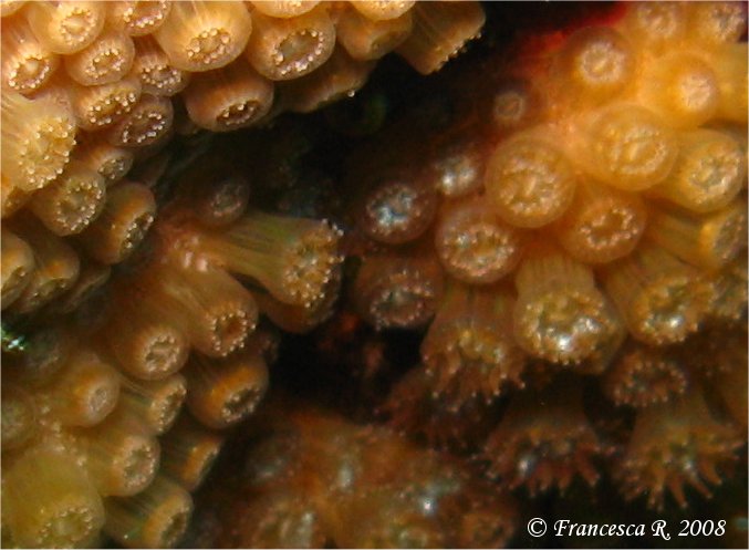 Zoantharia da determinare (Madracis pharensis)