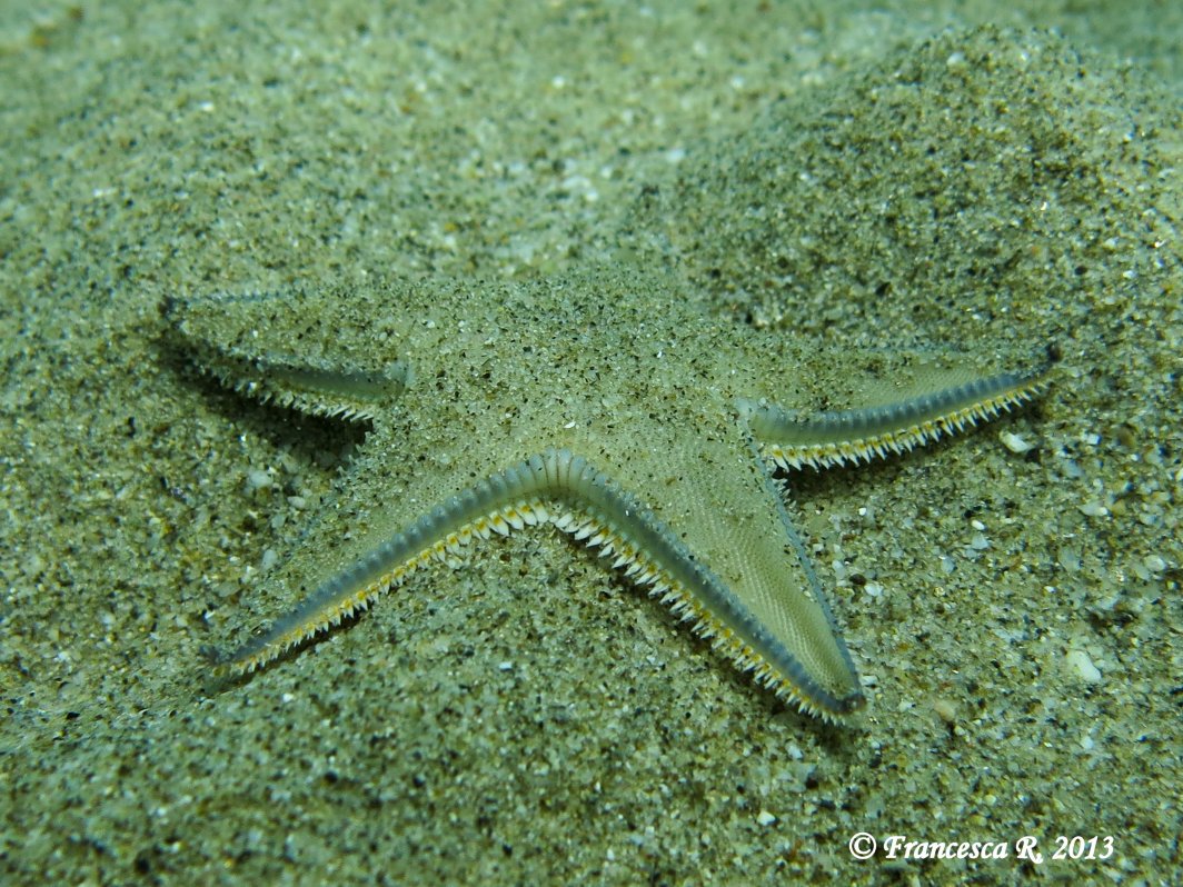 Astropecten jonstoni dalla Calabria