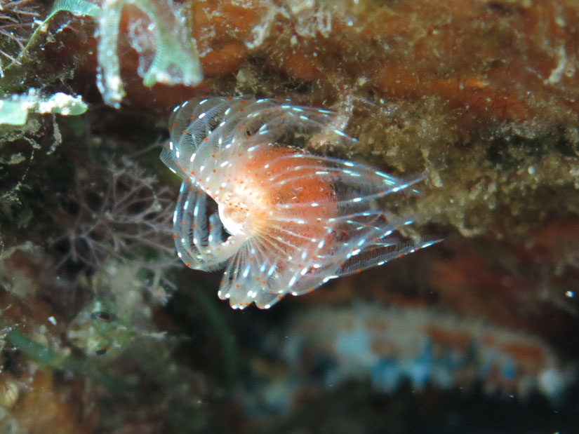 Serpulidae e uova da identificare