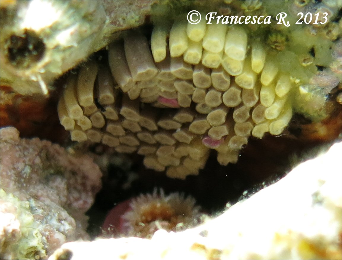 Piccola anemone da identificare