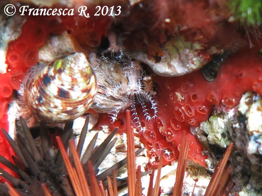 Ottocoralli molli: Cornularia cornucopiae