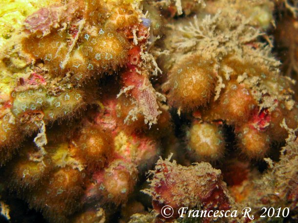 Zoantharia da determinare (Madracis pharensis)