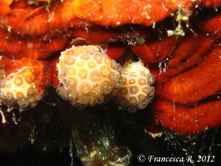 Zoantharia da determinare (Madracis pharensis)