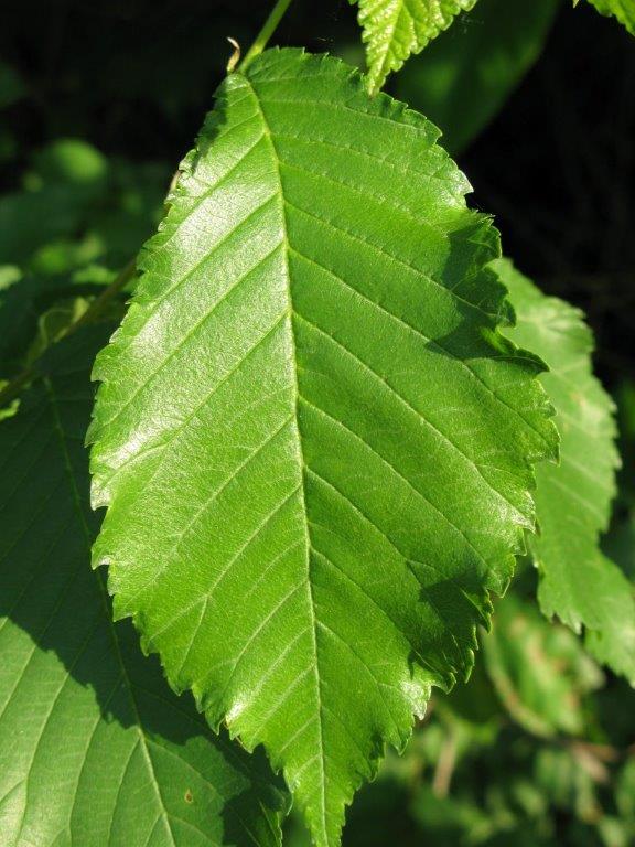 Identificazione albero da foglia