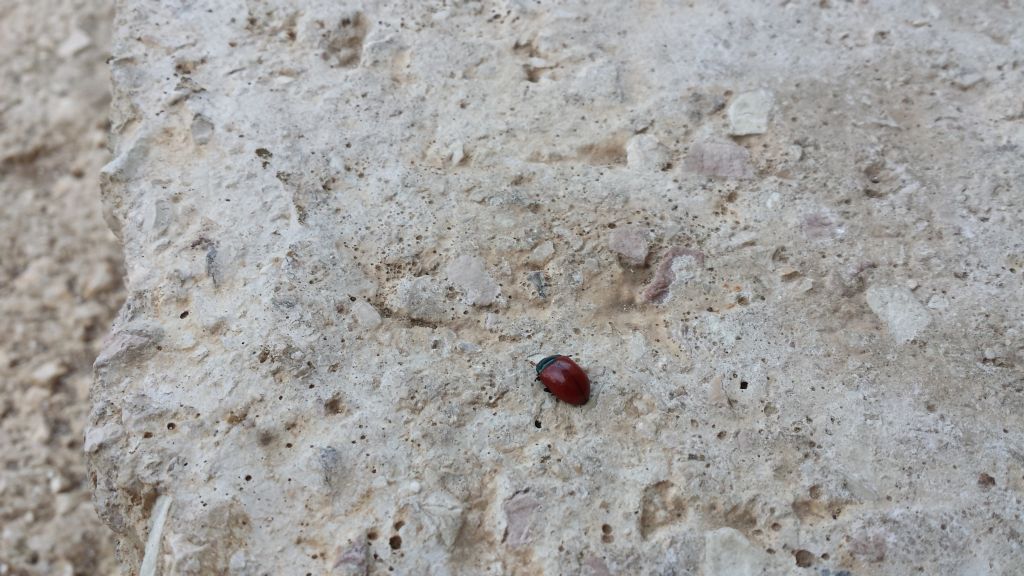 Coccinella senza puntini ?