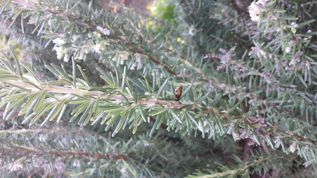 Che insetti (trombni ;) sono ? Chrysolina americana