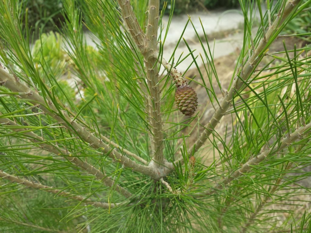 Calatafimi - Segesta (TP) - Pinus halepensis