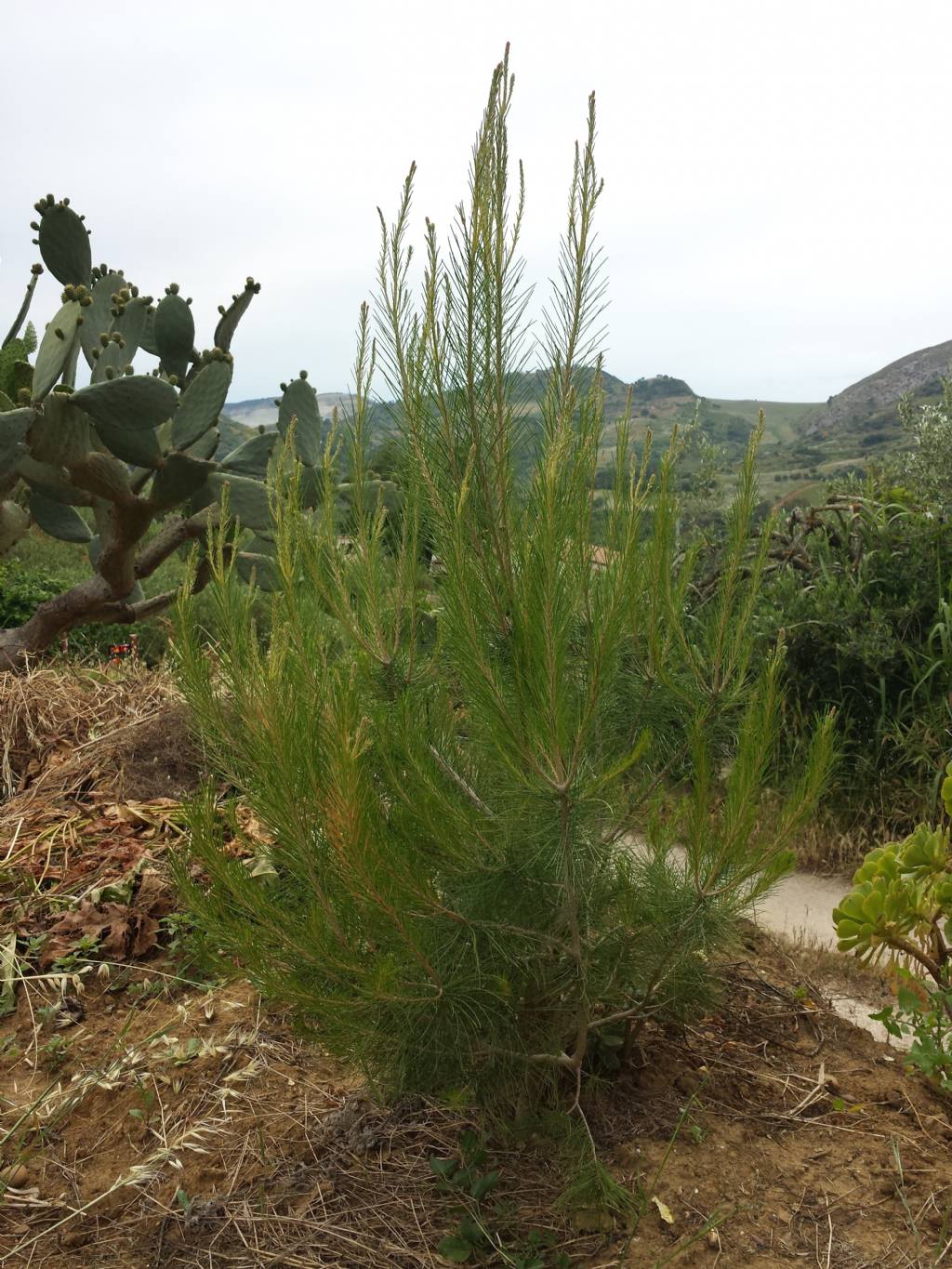 Calatafimi - Segesta (TP) - Pinus halepensis