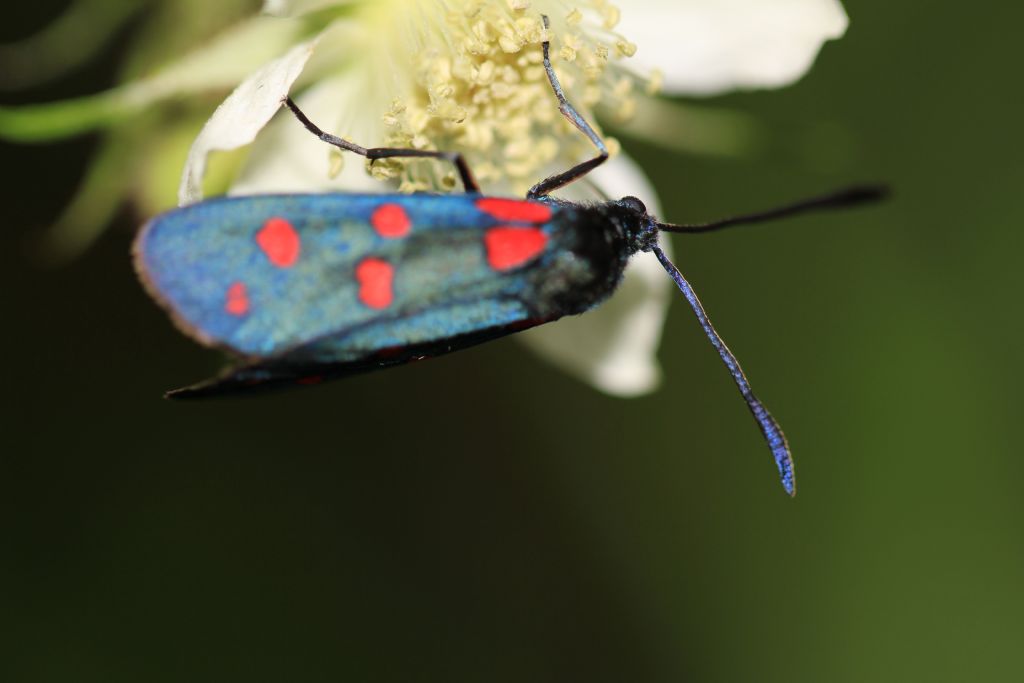 Zygaena 6 macchie, dubbio.