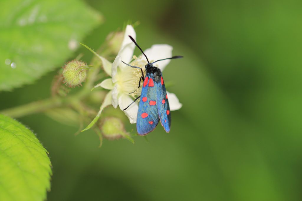 Zygaena 6 macchie, dubbio.