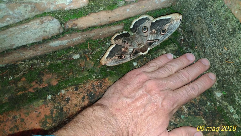 Bellissimo esemplare di saturnia: Saturnia pyri - Saturniidae