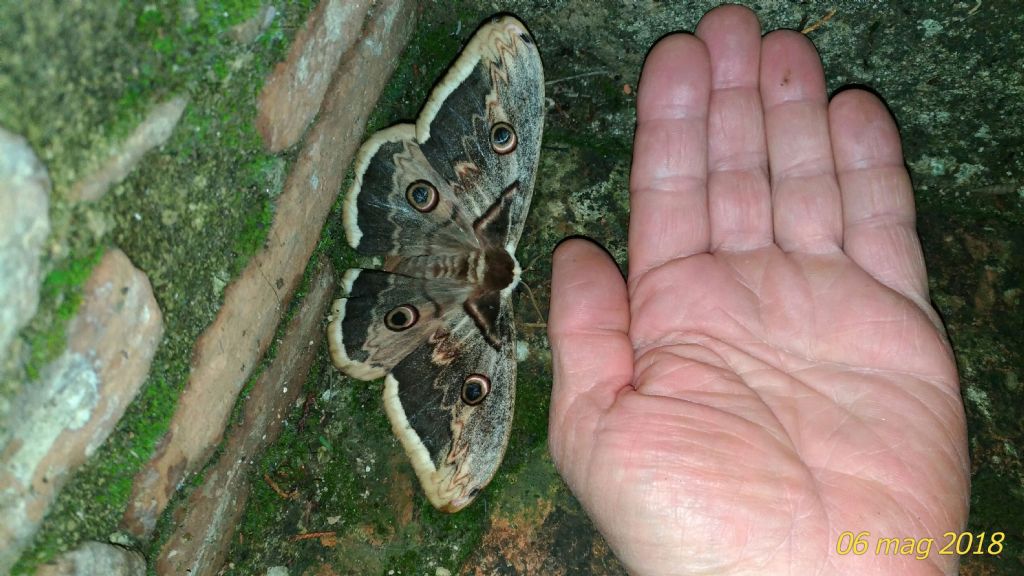 Bellissimo esemplare di saturnia: Saturnia pyri - Saturniidae